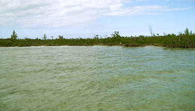 big_070225-Abaco-mangroves.html