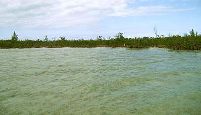 big_070225-Abaco-mangroves.html