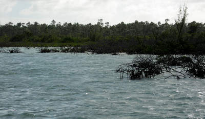 big_071029-Abaco-Dumpa-mangrove.html
