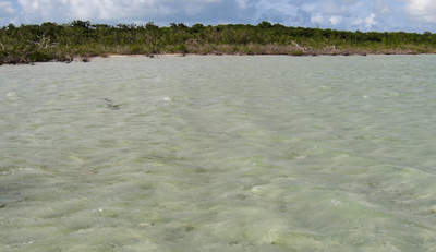 big_071029-Abaco-Dumpa-mangrove2.html