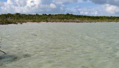 big_071029-Abaco-Dumpa-mangrove3.html