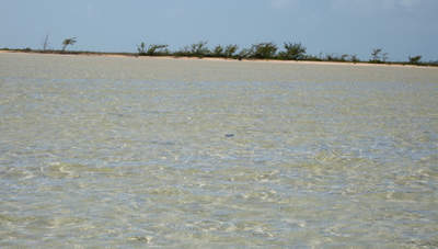 big_071102-Abaco-Purka-openseas.html