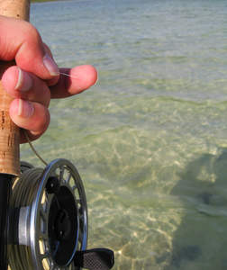 en_big_071111-Abaco-Purka-sharkfood6.html