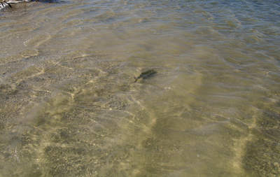 en_big_071112-Abaco-Purka-kanal4.html