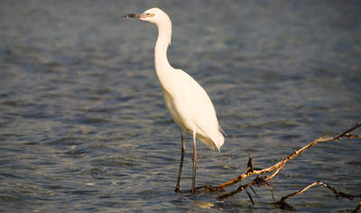 en_big_071116-Abaco-dumpa-fugl.html