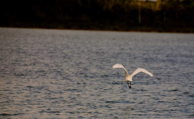 en_big_071116-Abaco-dumpa-fugl3.html