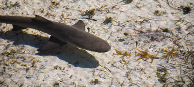 en_big_071116-Abaco-dumpa-hai.html