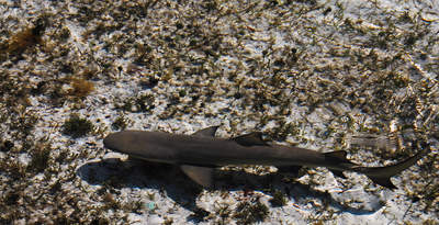 en_big_071116-Abaco-dumpa-hai2.html