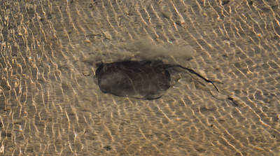 en_big_071116-Abaco-dumpa-stingray-mud.html