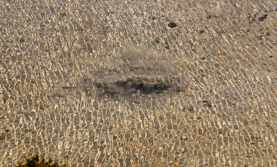 en_big_071116-Abaco-dumpa-stingray-mud3.html