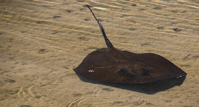 en_big_071116-Abaco-dumpa-stingray2.html