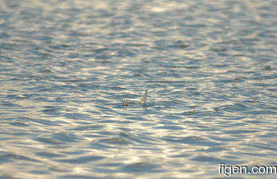 big_080217-bahamas-abaco-Dumpa-tailers.html