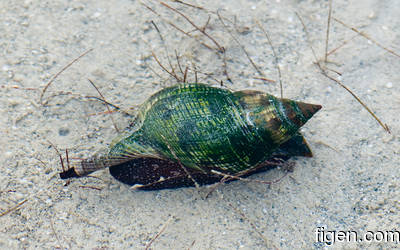 big_080217-bahamas-abaco-purka-snail.html