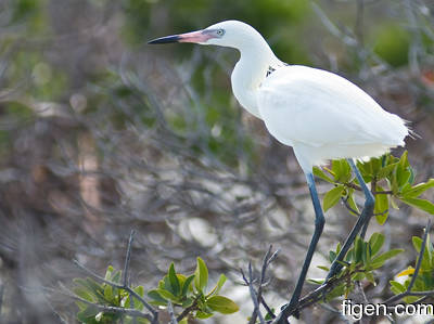 big_080218-bahamas-abaco-Dumpa-bird.html