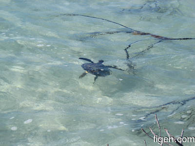 big_080218-bahamas-abaco-Dumpa-turtle.html