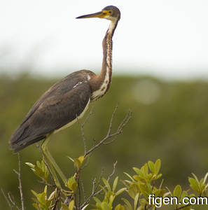 big_080219-bahamas-abaco-purka-fugl.html