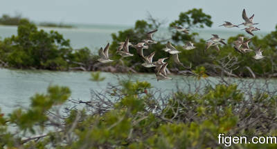 big_080219-bahamas-abaco-purka-fugl3.html