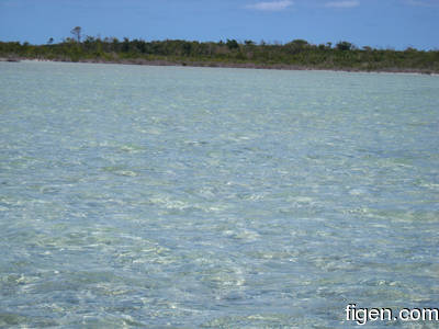 big_080220-bahamas-abaco-dumpa-fishon3.html