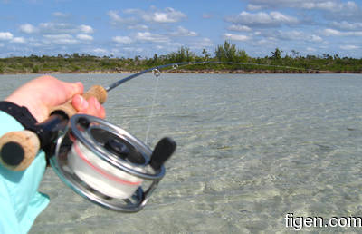 big_080220-bahamas-abaco-dumpa-fishon5.html