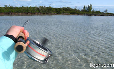 big_080220-bahamas-abaco-dumpa-fishon7.html