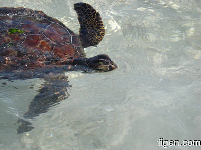 big_080220-bahamas-abaco-dumpa-turtle.html