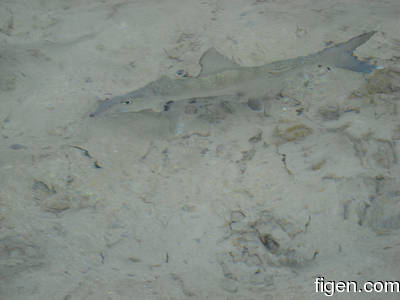 big_080221-bahamas-abaco-dumpa-fish.html