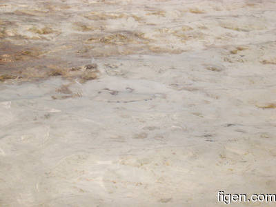 big_080221-bahamas-abaco-dumpa-stingray.html