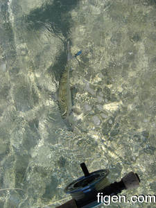 big_080221-bahamas-abaco-purka-channel3.html