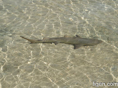 en_big_080224-bahamas-abaco-purka-shark-LJ.html