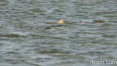 en_big_080301-bahamas-abaco-purka-shark.html