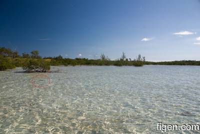 big_081129-bahamas-abaco-flat2-x.html