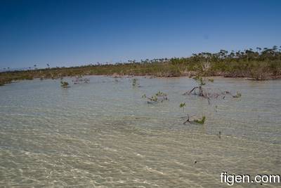 big_081129-bahamas-abaco-flat3-mangrove-school.html