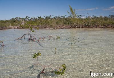 big_081129-bahamas-abaco-flat3-mangrove-school3.html