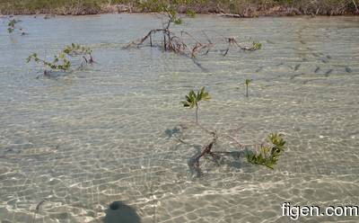 big_081129-bahamas-abaco-flat3-mangrove-school4.html