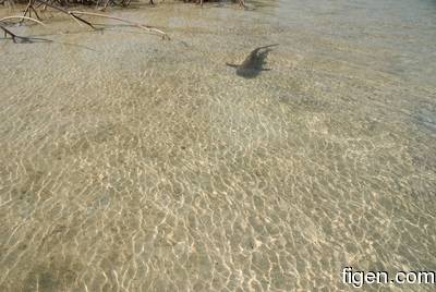 big_081130-bahamas-abaco-shark.html