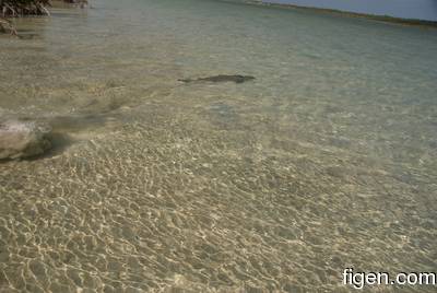 big_081130-bahamas-abaco-shark2.html