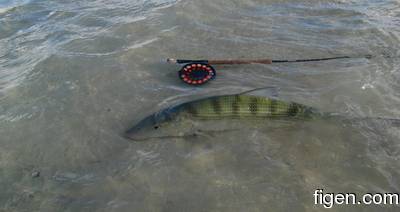 big_081203-bahamas-abaco-bonefish.html