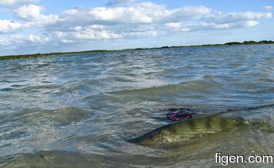 en_big_081203-bahamas-abaco-bonefish2.html