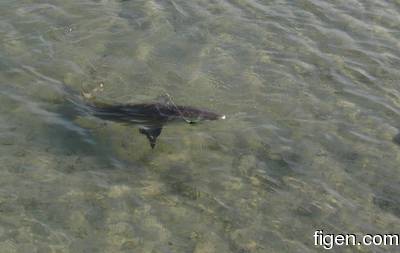 big_081207-bahamas-abaco-shark.html