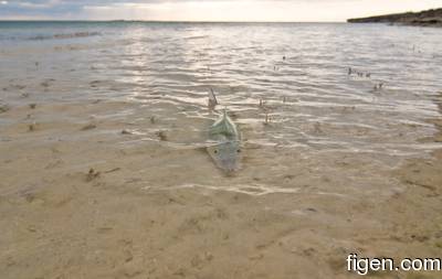 big_090207-bahamas-abaco-julern-bone3.html