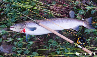 big_090721-Gaula-Sverre-figens-fisk.html