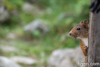 big_090722-Gaula-Kroken-ekorn.html