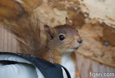 big_090722-Gaula-Kroken-ekorn2.html