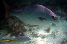 Snorkling