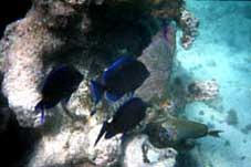 Snorkling