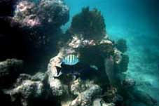 Snorkling