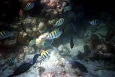 Snorkling