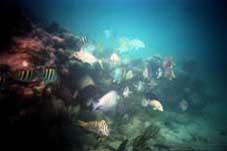 Snorkling