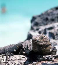 Bad-ass Iguana