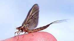 Ephemera Danica